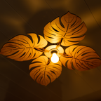 Monstera