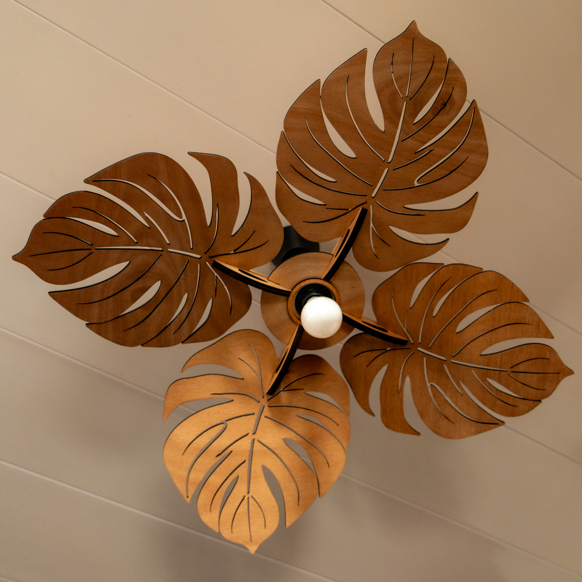 Monstera